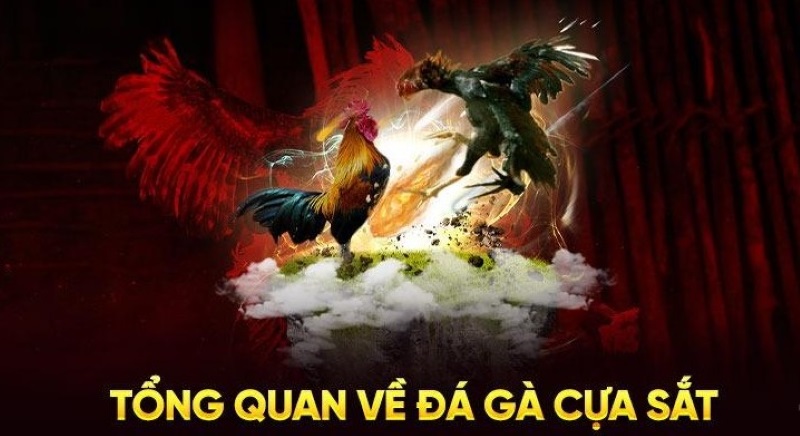 Đá Gà Cựa Dao - Loại Hình Cá Cược Hấp Dẫn Vạn Người Mê Đá gà cựa sắt và đá gà cựa dao khác nhau ở loại cựa
